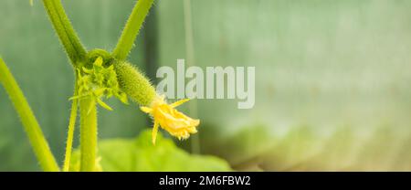 Le piante giovani sono verdi cetrioli con fiori appesi sul ramo Foto Stock