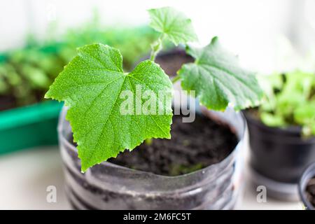 Piantine di cetrioli in pentole vicino alla finestra, un primo piano foglia verde Foto Stock