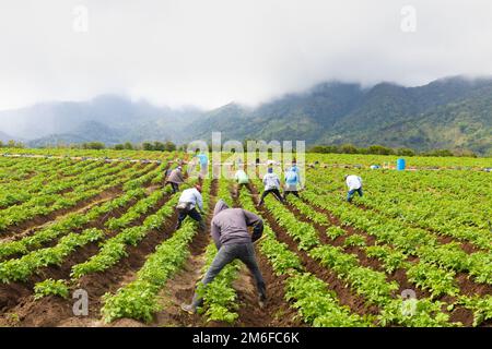 Panama Boquete, coltivazione del terreno in coltivazione di cipolle Foto Stock