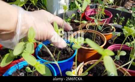 La mano di una donna indossata controlla giovani piantine prima di trapiantare nel terreno, il lavoro di un agricoltore o agronomo, fiore crescere Foto Stock