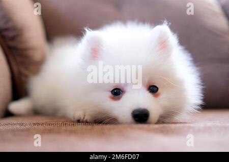 Il cucciolo giapponese Spitz si trova sul divano. Il cane è triste Foto Stock