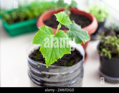 Piantine di cetrioli in pentole vicino alla finestra, un primo piano foglia verde Foto Stock