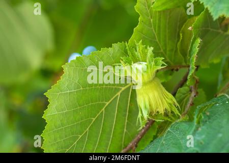 Un macrofo di un grappolo di nocciole appeso ai rami di un nocciola ritorto Foto Stock