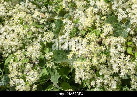 Fiori di Clematis vitalba, conosciuta anche come barba di un vecchio e gioia del viaggiatore, è un arbusto della famiglia Ranunculaceae Foto Stock