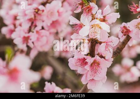 Fiori di mandorla su sfondo naturale sfocato. Rami fioriti di un mandorlo in un frutteto. Catalogna, Spagna Foto Stock