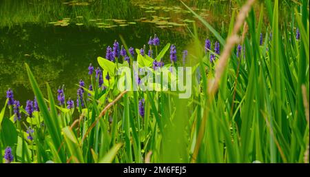 I giovani canne verdi crescono in un laghetto o in un lago tranquillo. Paesaggio estivo, piante d'acqua nella palude fiorente, fiume. Foto Stock