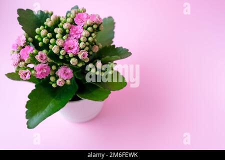 Kalanchoe rosa su sfondo rosa. Pianta nella pentola Foto Stock