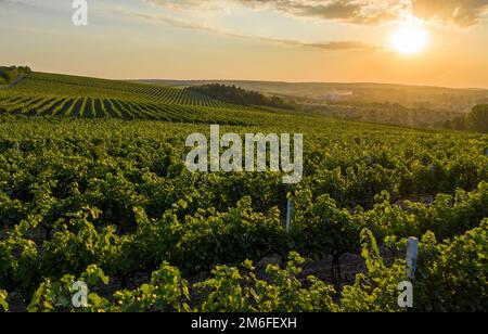 Bel tramonto su verdi colline con viti coltivate, Cricova, Moldavia Foto Stock