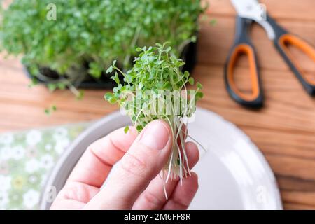 Tenere a portata di mano un mazzo di microgreens Foto Stock