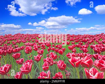 Tulipani rossi sul letto di fiori contro il cielo blu. Tulipani rossi piantati in giardino. Giardino primaverile. Plantati Foto Stock