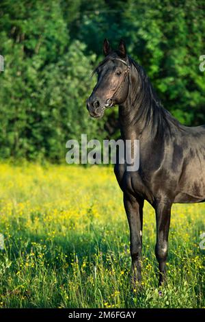 Ritratto dello stallone nero di allevamento Trakehner che si posa sul campo. Foto Stock