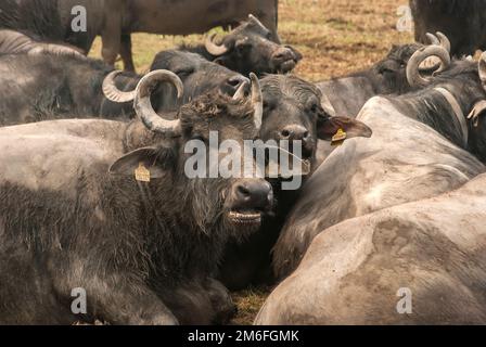 Allevamento di bufali d'acqua che pascolano in fattoria di campagna Foto Stock