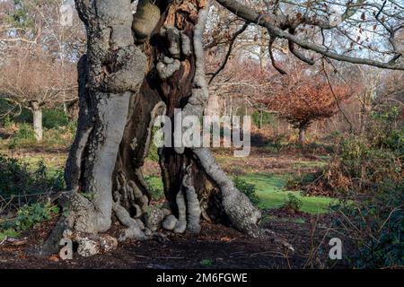 Un albero antico con un tronco cavo ancora vivo e in crescita Foto Stock