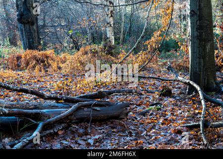 La scena del bosco sotto il sole Foto Stock