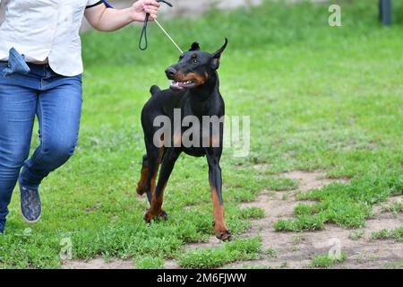 Orenburg, Russia - 11 giugno 2017: Una ragazza sta addestrando un cane della razza Doberman Foto Stock