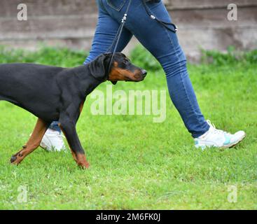 Orenburg, Russia - 11 giugno 2017: Una ragazza sta addestrando un cane della razza Doberman Foto Stock