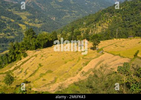 Campi di risaie a terrazze dorate nelle montagne Himalayane del Sikkim Foto Stock