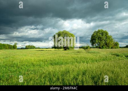 Alberi che crescono su un prato verde e cielo nuvoloso Foto Stock