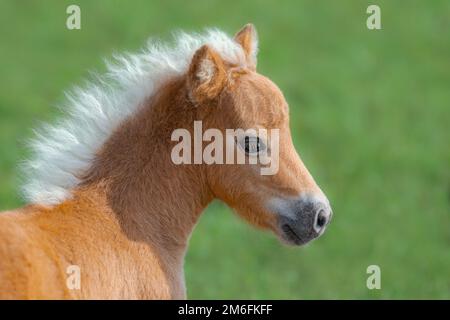 American Miniature Horse. Primo piano ritratto di palomino Foal su sfondo verde sfocato. Foto Stock