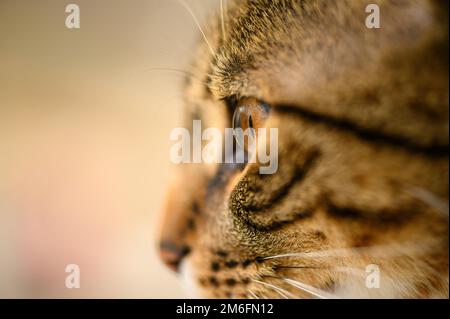 Testa di giovane gatto shorthair europeo, fuoco selettivo sull'occhio sinistro Foto Stock