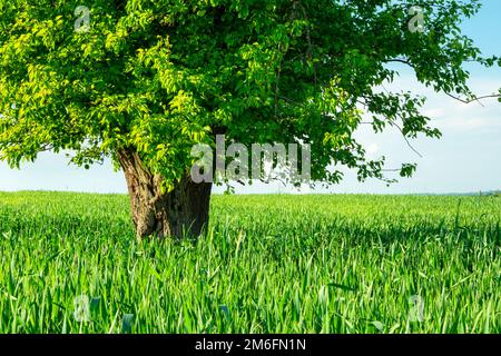 Un enorme albero deciduo che cresce in cereali verdi Foto Stock