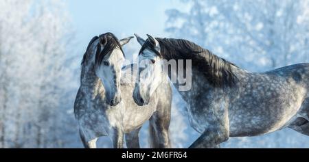 Ritratto di due stalloni grigi spagnoli nella foresta invernale su sfondo blu. Immagine orizzontale all'aperto multicolore durante l'inverno. Foto Stock