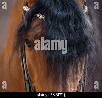 Primo piano immagine di occhio, testa e forelock di baia cavallo andaluso. Foto Stock