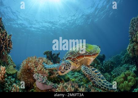 la tartaruga verde nuota sulla barriera corallina Foto Stock