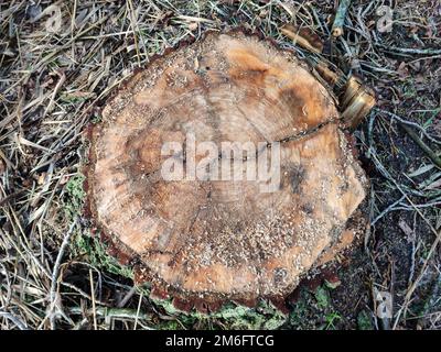 Sezione trasversale di un tronco d'albero appena segato di cui gli anelli di crescita annuali sono chiaramente visibili Foto Stock