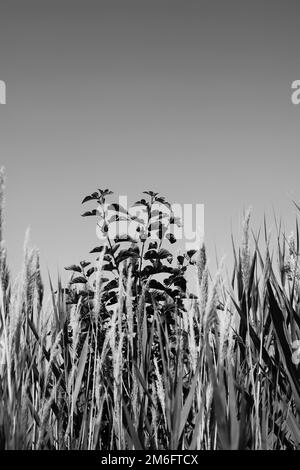 Tipica e comune wheatgrass selvatica che ondola nella brezza sommaria in una bianco e nero monocromatico. Foto Stock