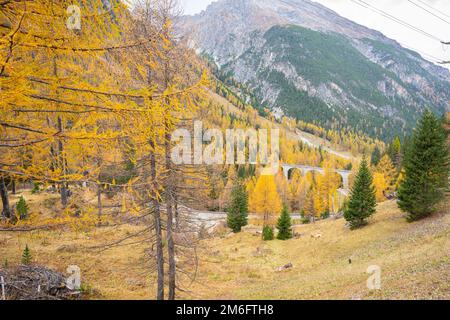 Larici con fogliame giallo nelle Alpi svizzere vicino al Passo dell'Albula nel mese di ottobre Foto Stock