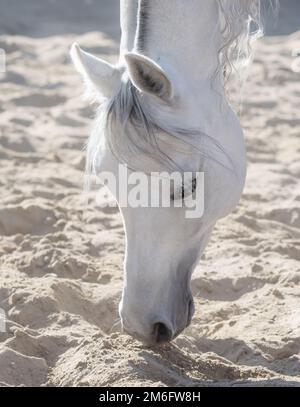 Parte del corpo animale. Sabbia di odore di cavallo bianco arabo. Foto Stock