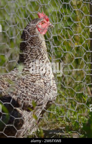 Speckledy HEN ibrida, Galles, Regno Unito Foto Stock