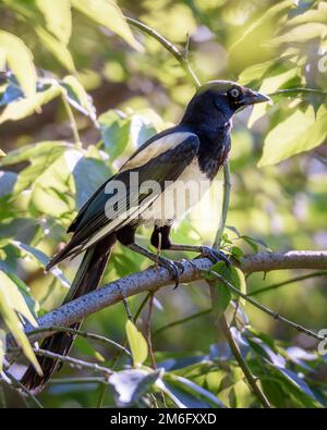 Un uccello magpie è seduto su un ramo Foto Stock