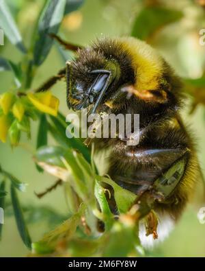 Bumblebee su un fiore Foto Stock