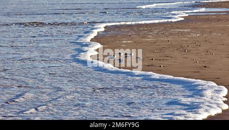Lossiemouth East Beach Moray costa Scozia gregge di Sanderlings Calidris alba sulla spiaggia di fronte al mare schiuma Foto Stock