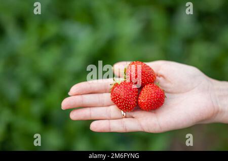 Fragole rosse mature giacciono sul palmo aperto della mano di una donna. Foto Stock