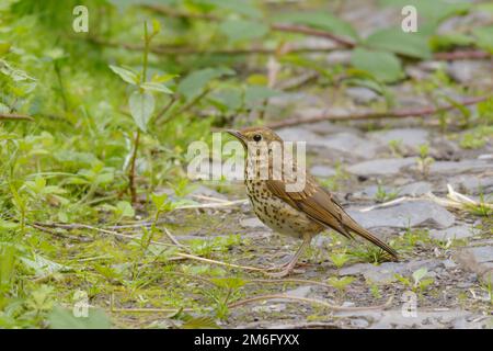 Turdus philomelos, giovane Song Thrush, Galles, Regno Unito Foto Stock