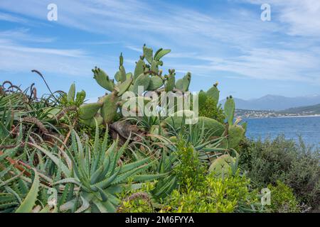 Scoperta dell'isola di bellezza nella Corsica meridionale, Francia Foto Stock
