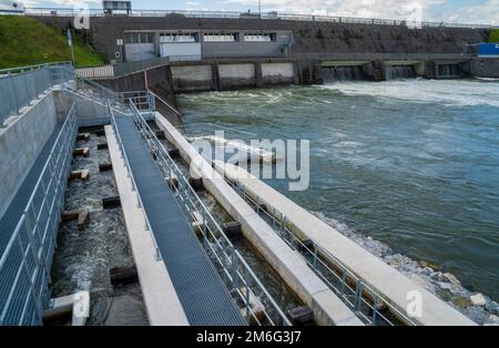 Scala per la migrazione delle uova sul fiume Lech a nord di Landsberg am Lech Foto Stock