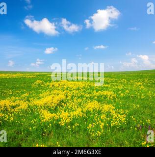 Fiori gialli colle sotto il blu cielo nuvoloso Foto Stock