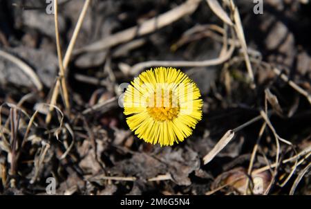 Tussilago cresce nel prato primaverile Foto Stock