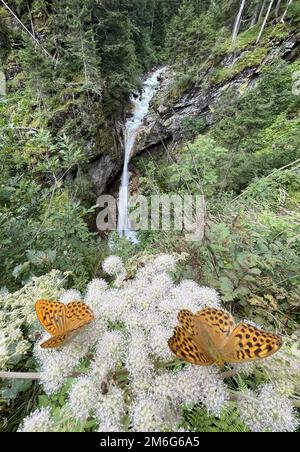 Primo piano di due farfalle su un fiore Foto Stock