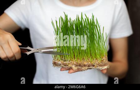 Una donna taglia un micro grano verde germogliato con forbici Foto Stock