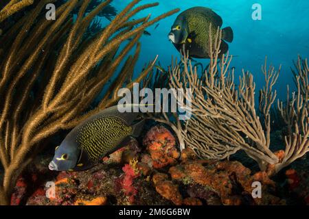 Pesce angelo francese (Pomacanthus paru) sulla barriera corallina al largo dell'isola caraibica olandese di Sint Maarten Foto Stock