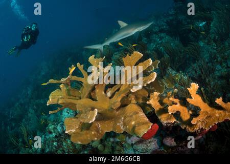 Paesaggio subacqueo al largo dell'isola olandese dei Caraibi di Sint Maarten Foto Stock