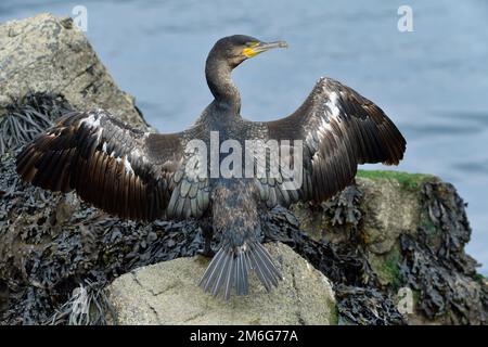 Cormorant (Phalacrocorax carbo) adulto arroccato sulla roccia nel porto di pesca con le ali tese al piumaggio asciutto dopo l'immersione a pesci, Berwickshire Foto Stock