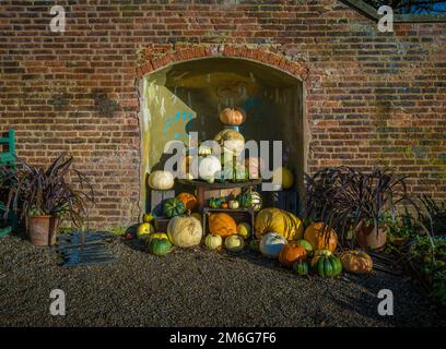 Esposizione autunnale e invernale di zucche e zucche in un'alcova del giardino murato a Gibson. Tyne e usura Foto Stock
