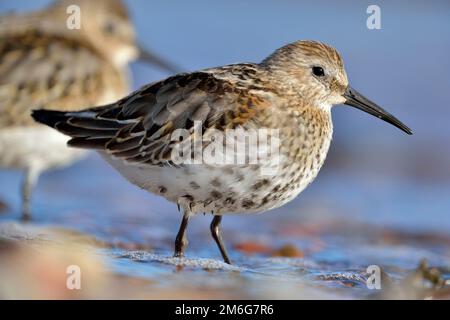 Dunlin (Calidris alpina) ha fatto una pausa sulla costa tra la ricerca di invertabbrates su una marea crescente, Moray Firth, Scozia, ottobre 2014 Foto Stock