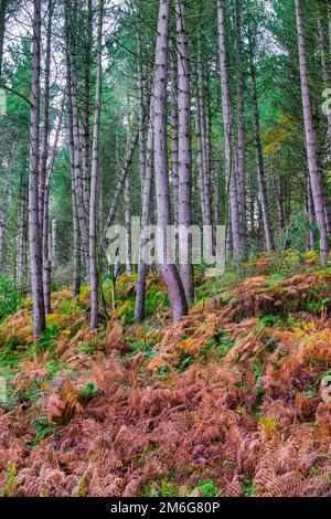 Alberi di conifere che crescono su una ripida riva coperta di salmastro che diventa marrone. REGNO UNITO Foto Stock